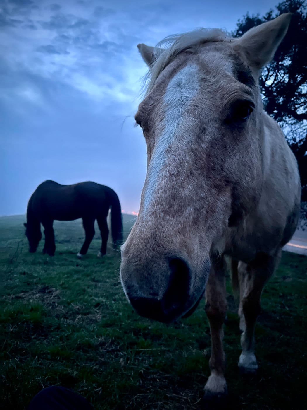 Horses At Dusk