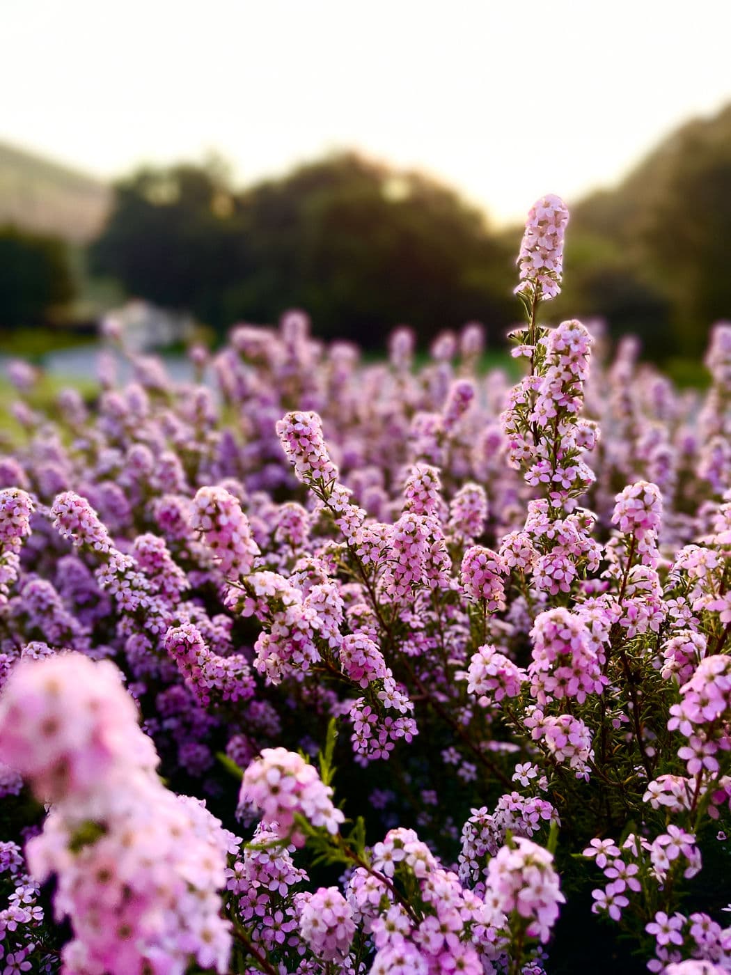 Lavendar At Sunset