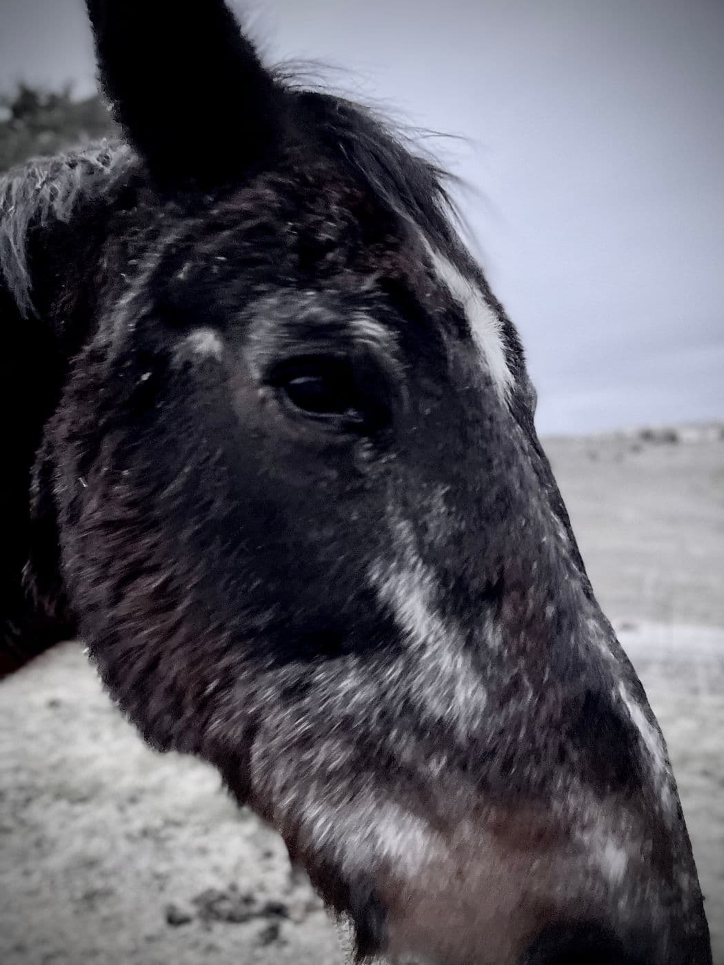 Old Horse