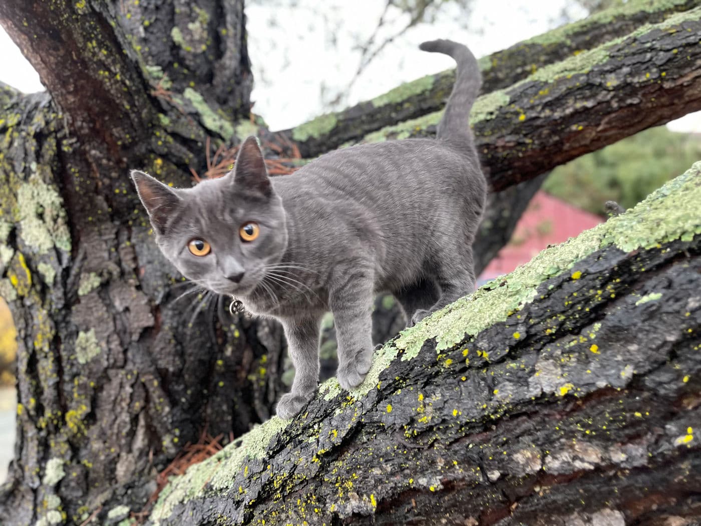 Shadow Kitten