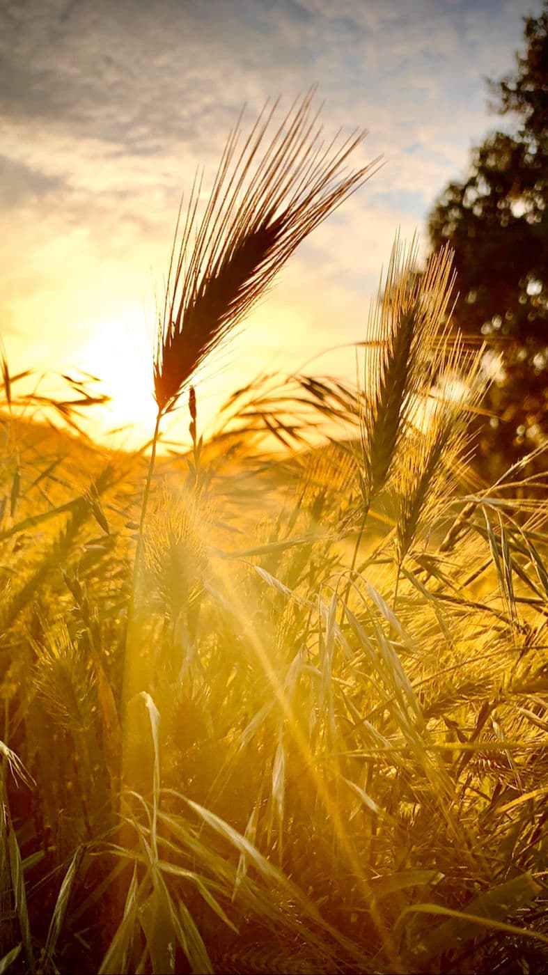 Wheatgrass Sunset