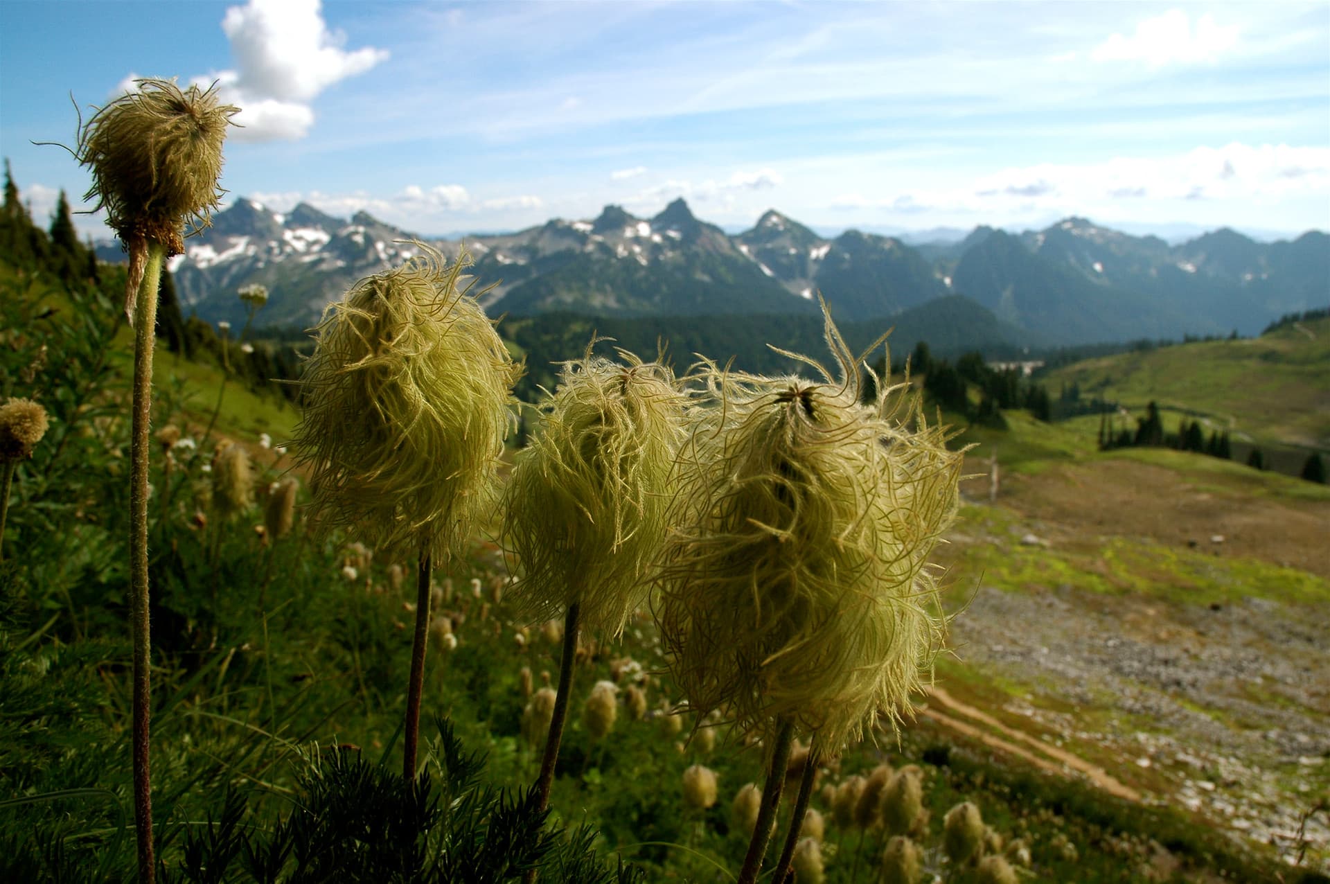 Bear Grass At Mt. Rainier